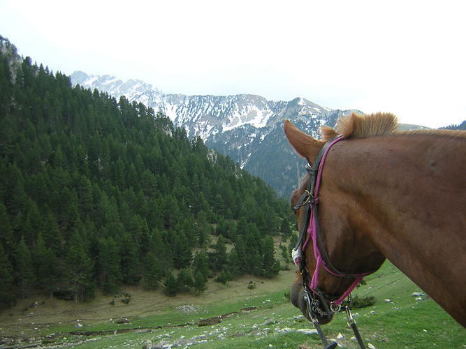 Cavall mirant la vall des d'un coll del Pirineu